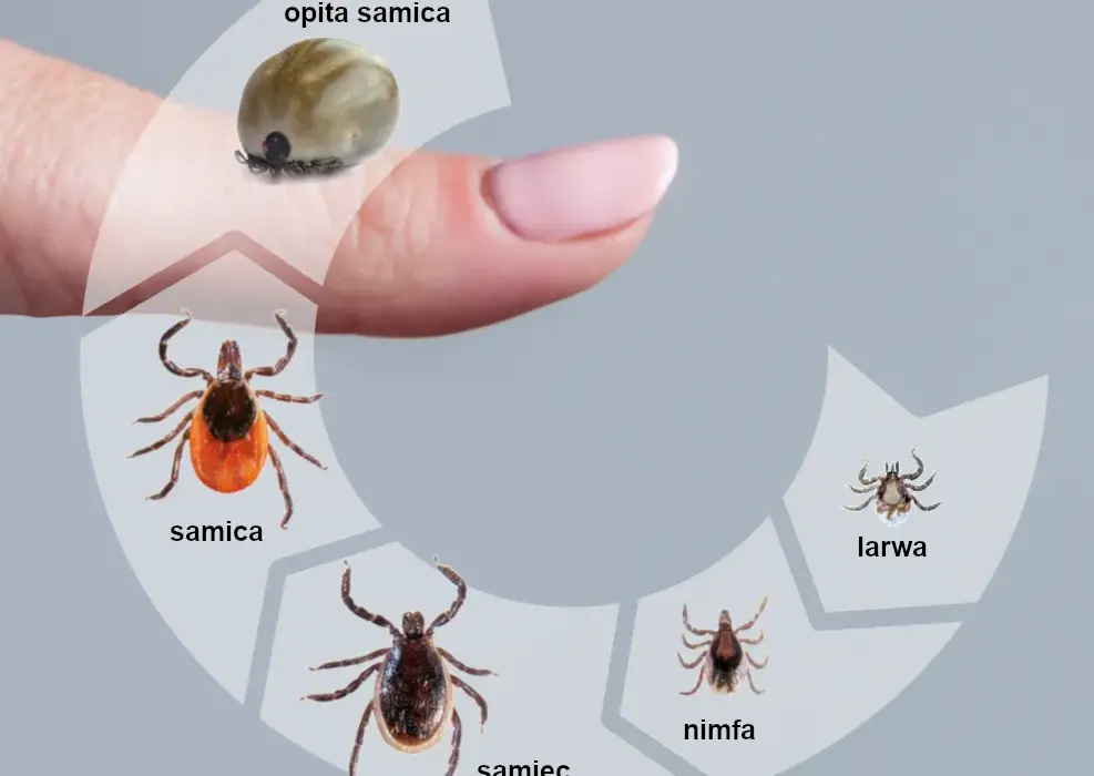 Jętki czy kleszcze - poznaj różnice i zagrożenia dla człowieka
