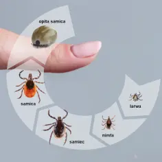 Jętki czy kleszcze - poznaj różnice i zagrożenia dla człowieka