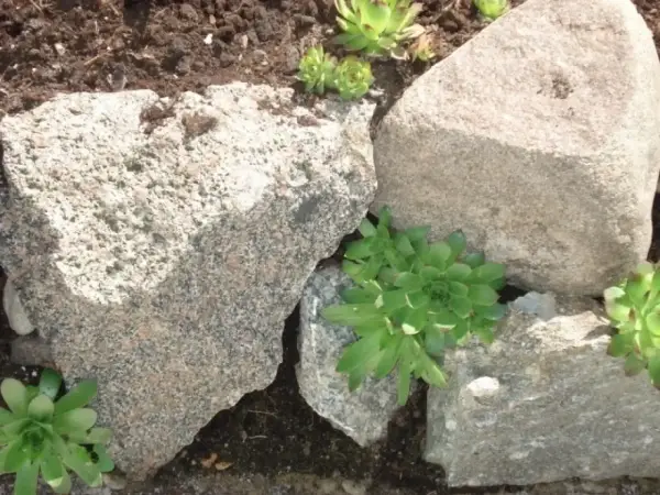 Jak układać kamienie na skarpie? Praktyczny przewodnik krok po kroku